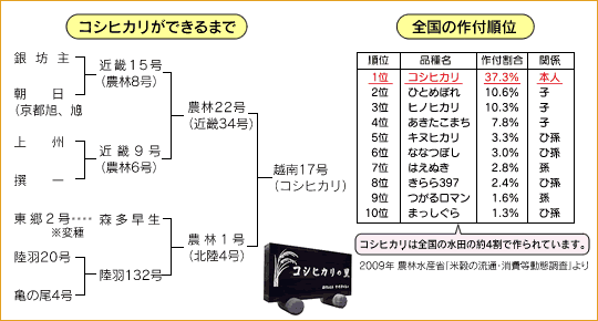 コシヒカリができるまで